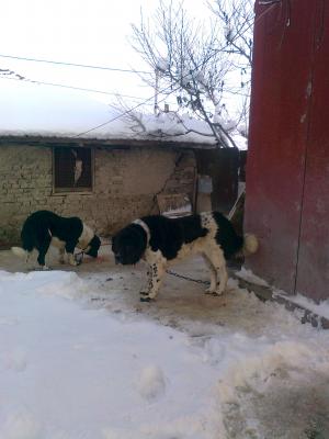 Прикачена снимка