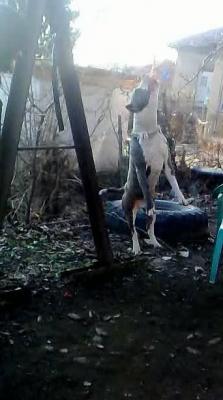 Прикачена снимка