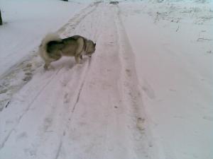 Прикачена снимка