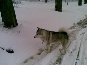 Прикачена снимка