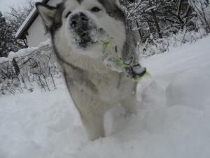 Прикачена снимка