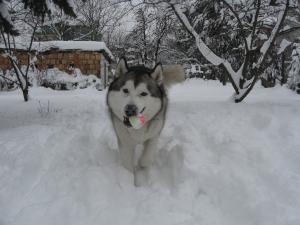 Прикачена снимка