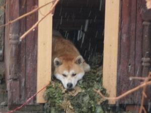 Прикачена снимка