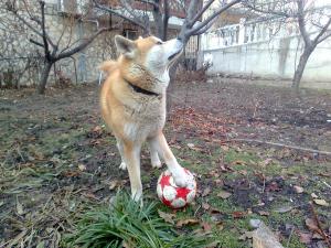 Прикачена снимка