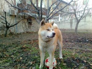 Прикачена снимка