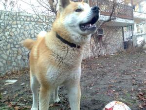 Прикачена снимка