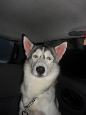 Прикачена снимка