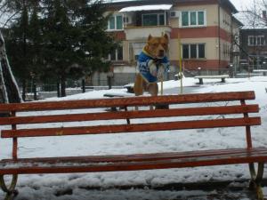 Прикачена снимка