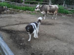 Прикачена снимка