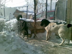 Прикачена снимка