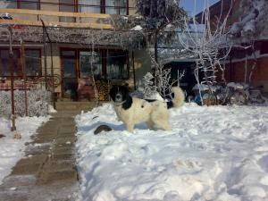 Прикачена снимка