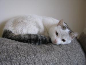 Прикачена снимка