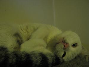 Прикачена снимка