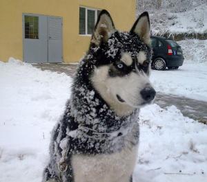 Прикачена снимка
