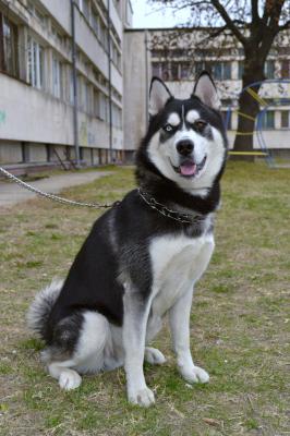 Прикачена снимка