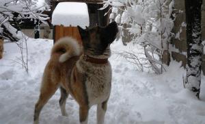Прикачена снимка