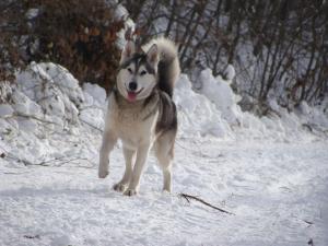 Прикачена снимка