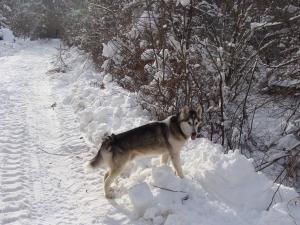 Прикачена снимка