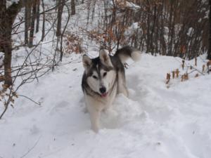 Прикачена снимка