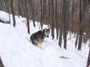 Прикачена снимка