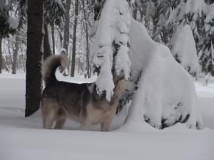 Прикачена снимка