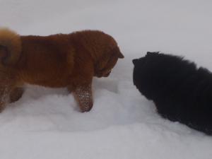 Прикачена снимка