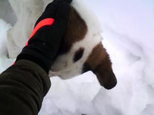 Прикачена снимка
