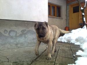 Прикачена снимка