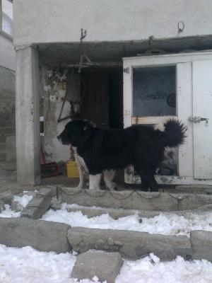 Прикачена снимка