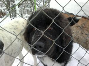 Прикачена снимка