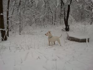 Прикачена снимка