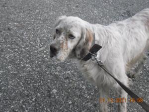 Прикачена снимка