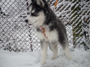 Прикачена снимка