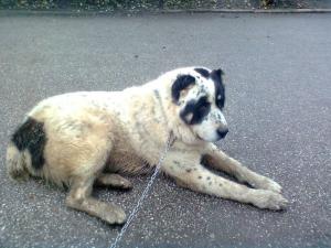 Прикачена снимка