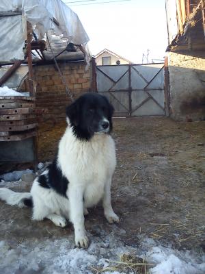 Прикачена снимка
