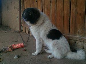 Прикачена снимка