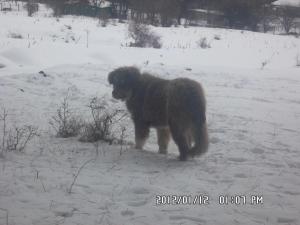 Прикачена снимка