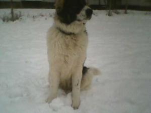 Прикачена снимка