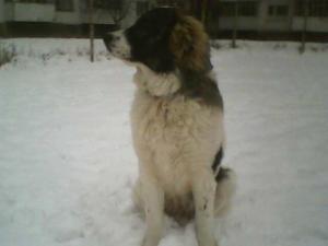 Прикачена снимка