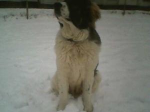 Прикачена снимка