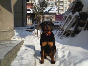 Прикачена снимка