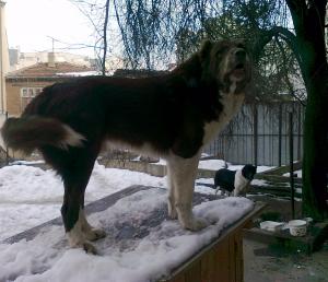 Прикачена снимка