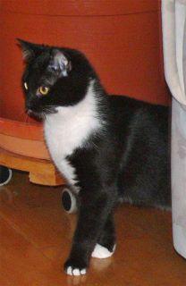 Прикачена снимка