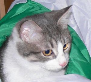 Прикачена снимка