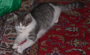 Прикачена снимка