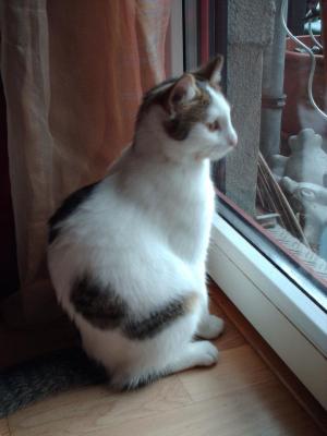 Прикачена снимка