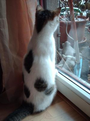 Прикачена снимка