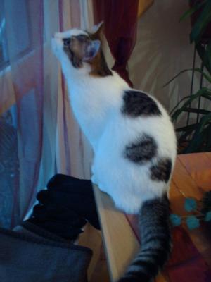 Прикачена снимка