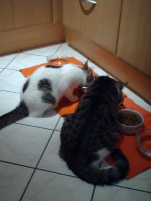 Прикачена снимка