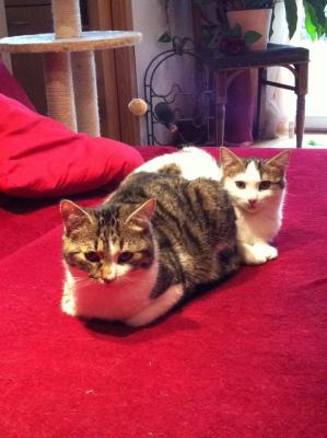 Прикачена снимка